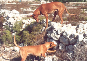 20120208-Malta pharaoh hound eb_tal-Fenek_hunting.jpg